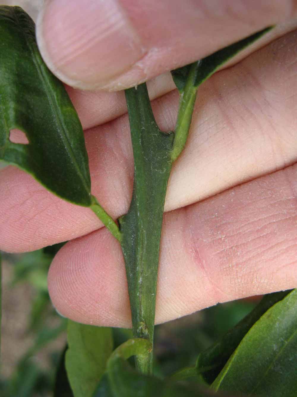              First year twig (Winter Haven, FL)       